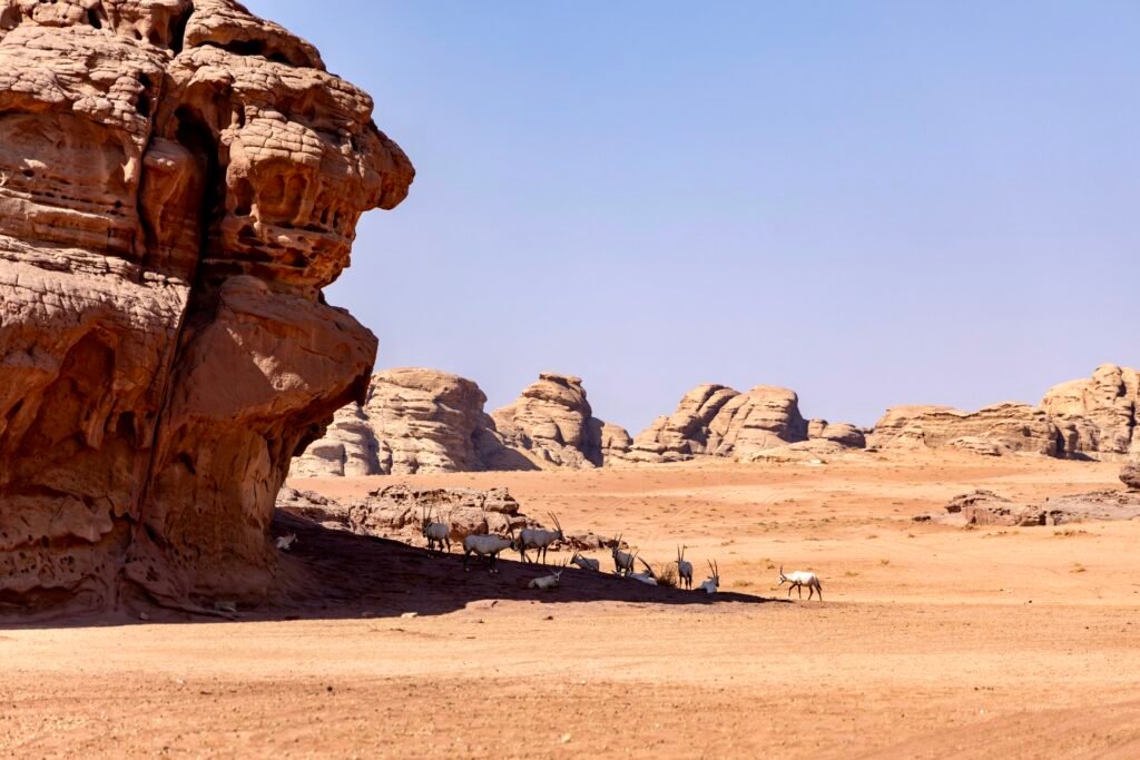 saoedi arabië 2025 11 05 (128)